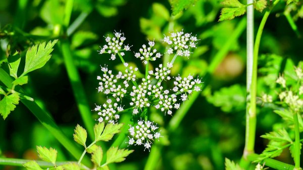 紫花酢醬草2739924