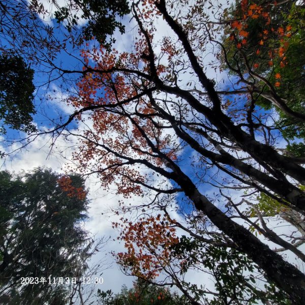 三星山+三星池+望洋山+太平山山毛櫸2432925