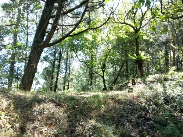 坪林區南豹子廚山+豹子廚古道+北豹子廚山2900483