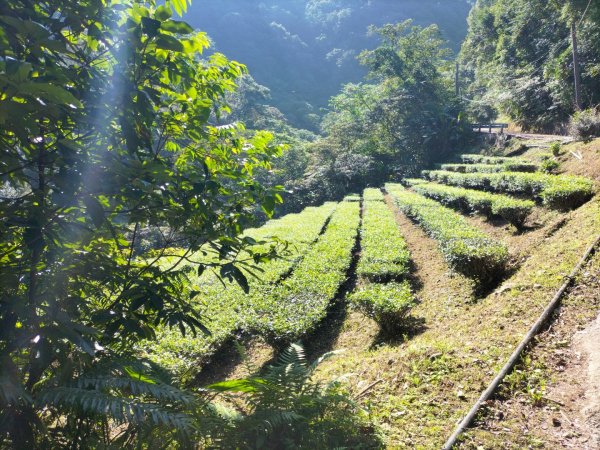 四崁水-桂山路197巷-171巷O型走2319531