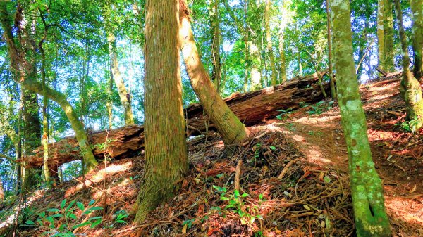 油羅山(一上三下)2959137