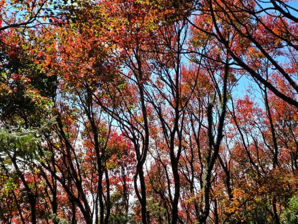 鳶嘴稍來山之楓紅／雲海2974073