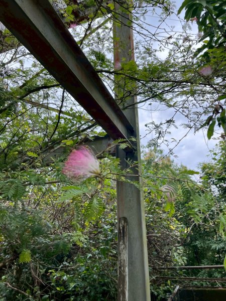 2025/3/16南觀音山2749048