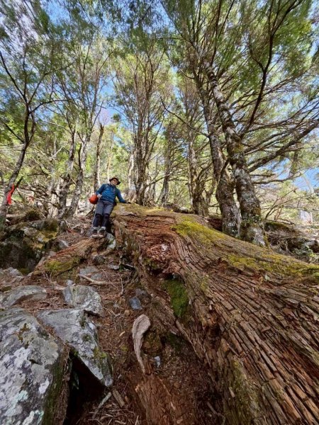 20260320四個毆鷄桑🦸‍♀️南橫溪頭山O繞關山嶺山3022700