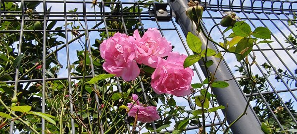 2025/022/22_峨眉湖環湖步道2719290