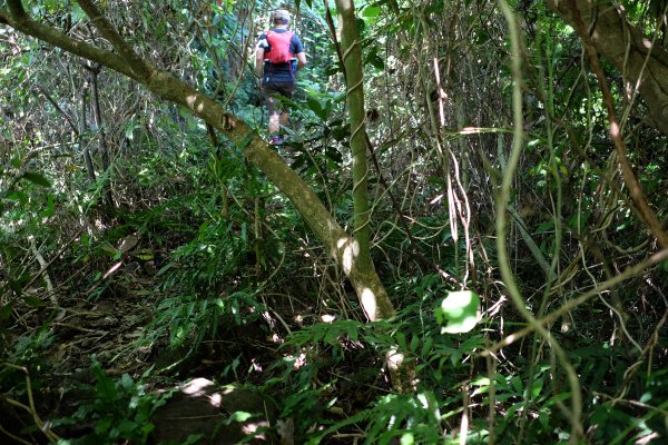 新竹關西鎮 赤柯山四連峰O型2284523