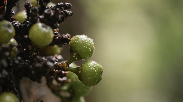 傳說中的「魔神仔洞」| 菁桐古道（汐止段＆平溪段）2721238