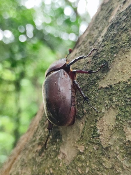 夏日甲蟲祭典（羊稠森林步道，龜山福源山-山佳車站）2826604