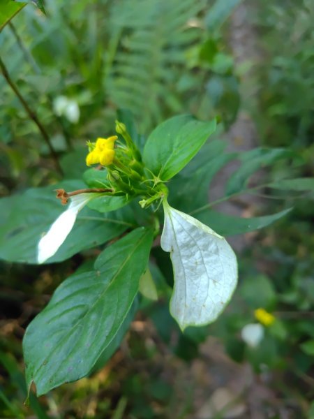 朝聖橋-射鹿部落-高燕部落-旗鹽山-排雲瀑布-沙拉灣瀑布2771038