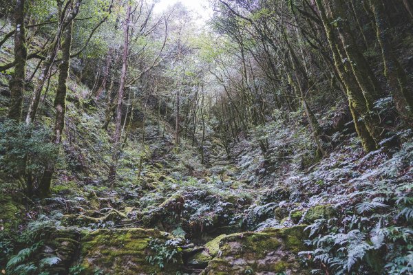 檜山巨木森林步道1177156