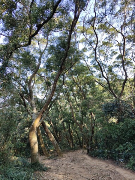 2024.01.02 飛鳳山2832144