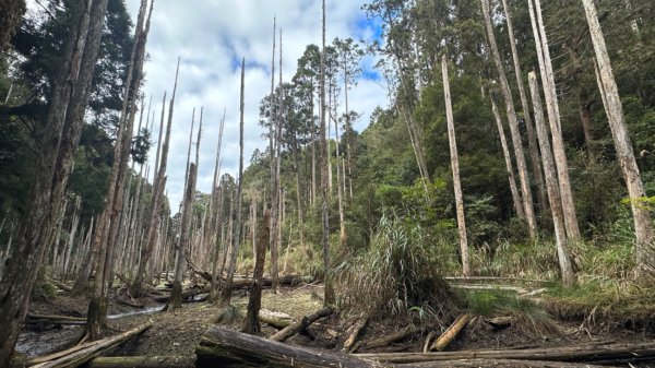忘憂森林.金柑樹山2668871