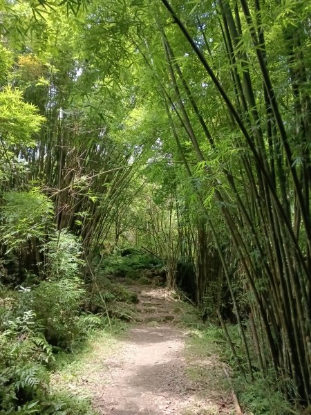 雙溪區崩山坑古道+下坑山稜線越嶺路+下坑山O型2839793