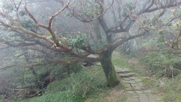 小油坑．七星山主峰．東峰．夢幻湖94929