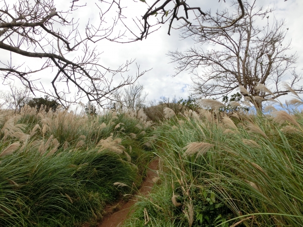 大屯山西峰．南峰．大屯坪94812
