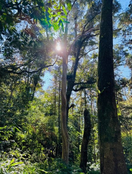 雪山坑登山步道尋巨人2978418