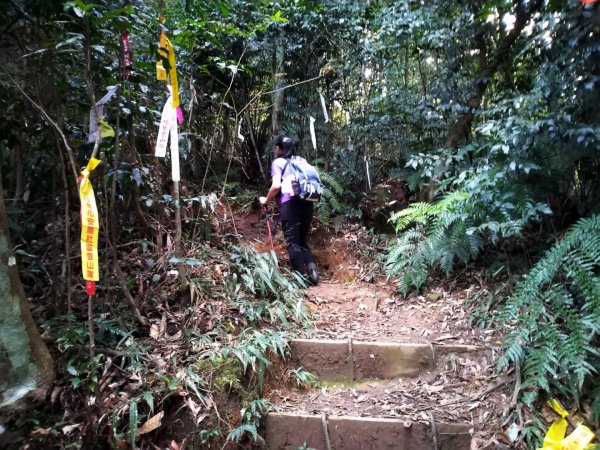 水社大山順道撿的基石 卜吉山565365