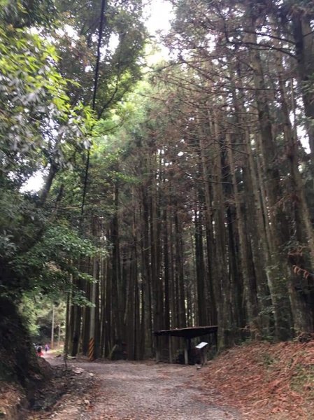 觀霧國家森林公園大鹿林道西段-當天來回車程約8小時、步行3小時