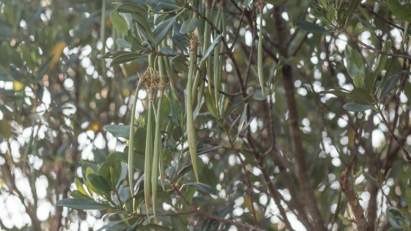 臺北大縱走第八段｜關渡-木柵動物園2754623