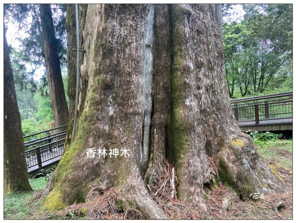 阿里山神木群棧道2771576