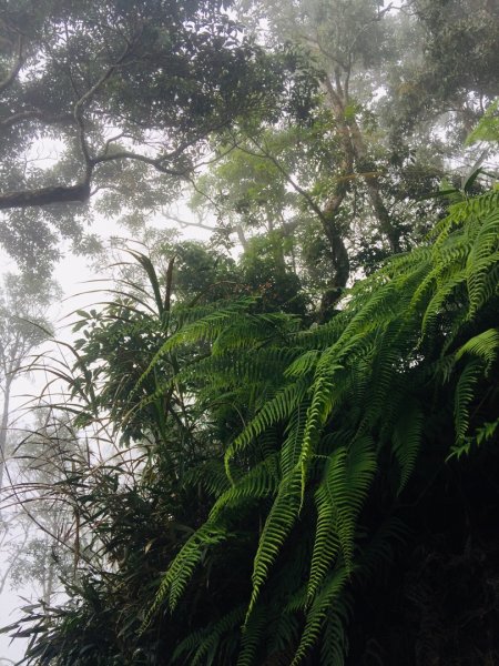 瓏美麗一週一步道（馬那邦山）558298