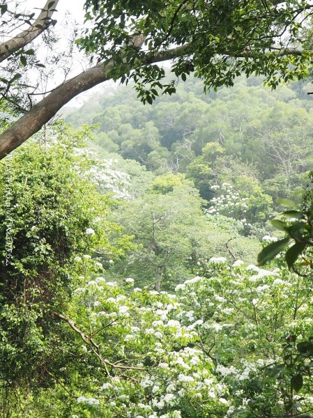 《苗栗》心靈之旅｜火炎山步道O繞南鞍古道201804212890659