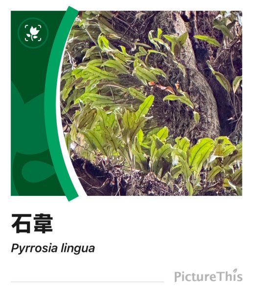 清泉 雪霸農場 野馬瞰山2925940