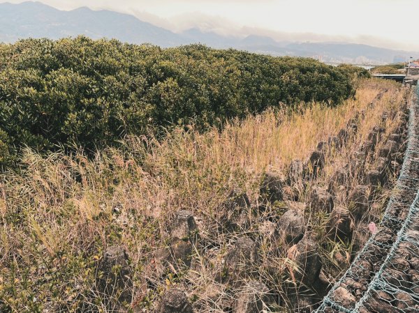 2023 臺北大縱走 8：捷運關渡站至華江雁鴨自然公園(上)2079507