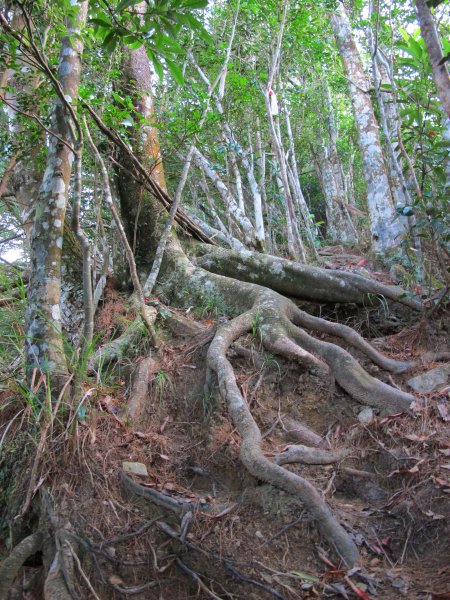 四壯士神木步道x阿冷山(北北峰)787474