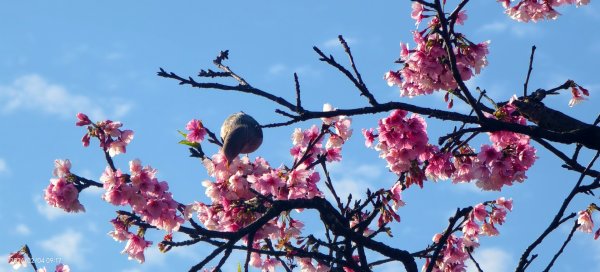 #栗尾椋鳥 #綠繡眼 #東湖樂活公園 #花園新城 #屈尺 #寒櫻 2/42992846