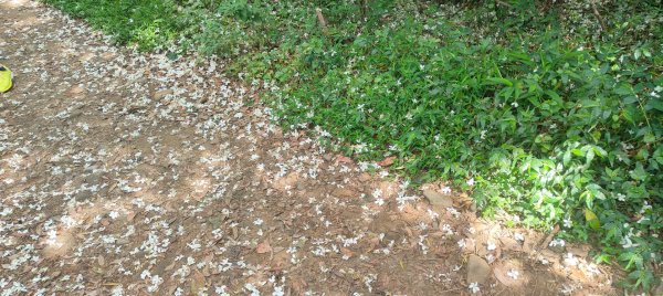 羊稠森林步道2776984