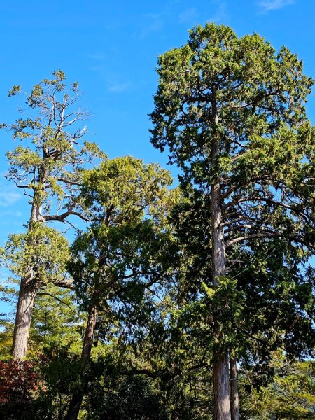 大雪山森林遊樂區賞楓2966049