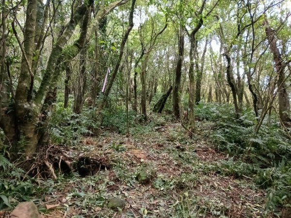 頭城鎮外大溪山+七兄弟山+窖寮山O型3016005