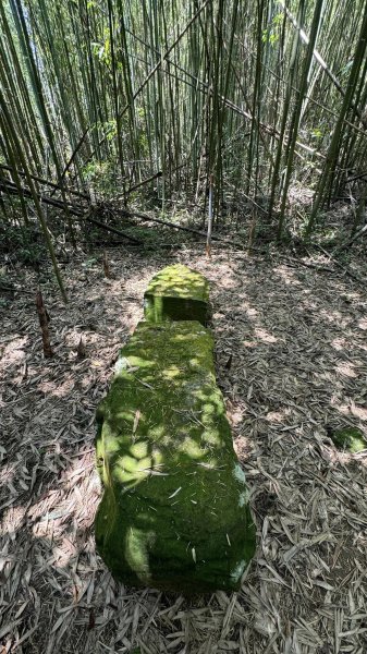 20240429 桃園復興枕頭山薑母島2492269