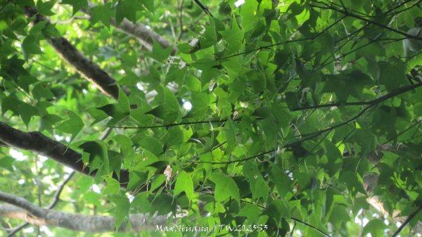 《苗栗》關刀出關｜三義關刀山出關古道(聖關段-苗56)202509052878865