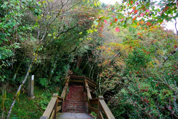 檜山巨木森林步道481612