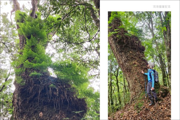 【羅馬縱走】山林巨木饗宴，夏季避暑的縱走路線2888211