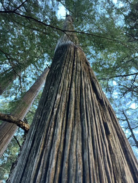 桃山神木經扁柏神殿出米羅山