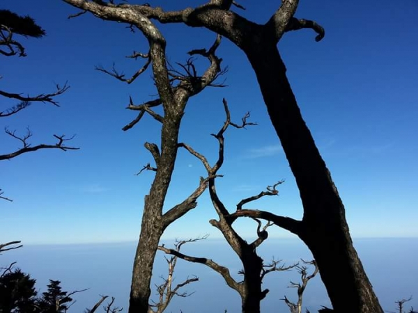 山鬼之青春已逝