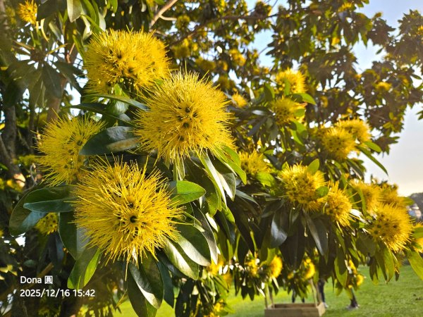 20251216太平山石門山小粗坑山O型+蕃薯藤TINA廚房2972659