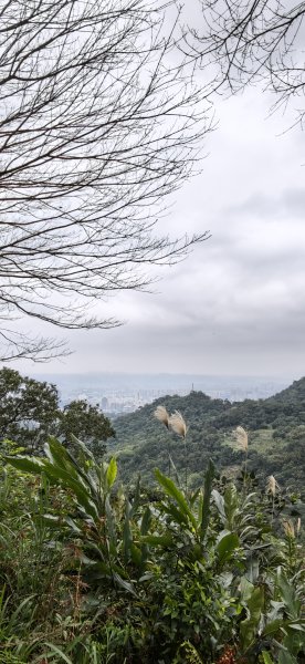 2026-0307 造鎮-文筆山-天華山-南勢角山-蘭花亭-牛伯伯3015842