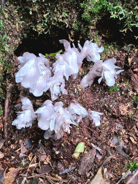 橫嶺山／沙蓮山／笛吹山O繞2787698