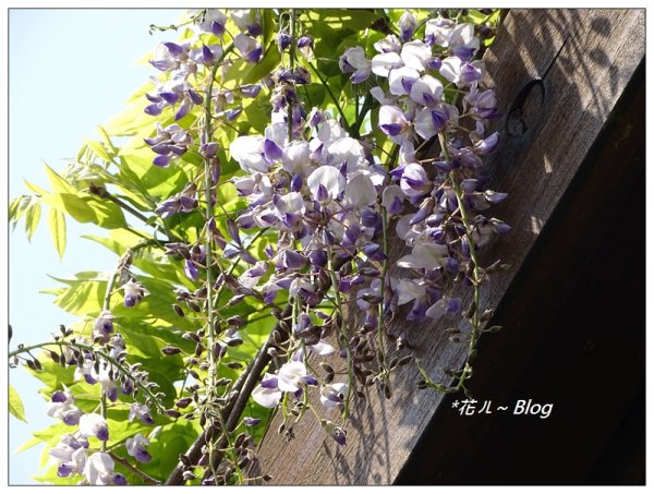 阿里山慈雲寺の紫藤2782145