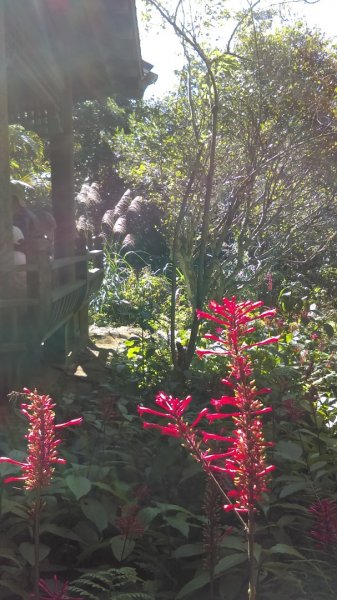 【臺北親山拓印趣】林蔭青蔥的大崙頭尾山738370