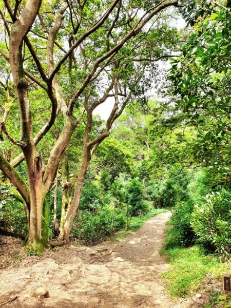 土城牛埔頭山，大安圳賞蝶步道，中和國旗嶺，鄧公嶺，長壽山，白馬寺，羊稠森林步道1825515