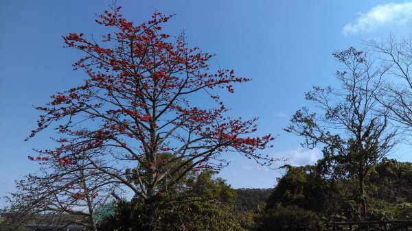 絢麗燦爛的滬尾櫻花大道、景致優美的天元宮874750