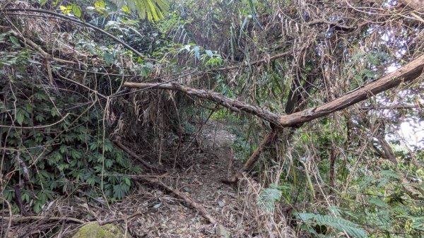 九份二山步道2861238