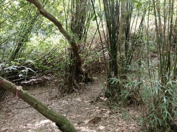 基隆市/萬里區界寮縱走之三界山+三界山西峰+開眼尖山+七分寮山+瑪七產道山泉水接水亭2979570