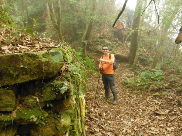 【新竹/五峰】戀戀柳杉林，比大鳥連稜縱走26369