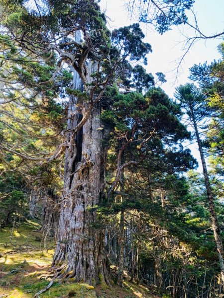 逆走雪山西稜下志佳陽1041403